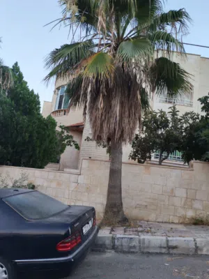 اشجار نخيل للبيع بعدد سته اشجار الأطوال 5m 6m 9m. الشجره الواحده 250 دينار قابل للتفاوض تواصل الوصف