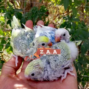 Z. A. A. 