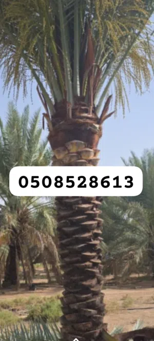 نخيل مثمر للبيع بجميع أنواعه ومقساته