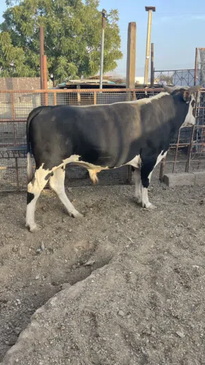 عجل ظفاري مطعوم 3 سنوات