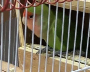 روز الحب للبيع  ذكر