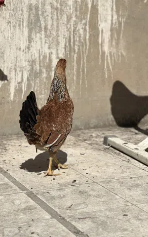 السلام عليكم متاح ديج ودجاجة عرب العمر 7 اشهر مكان بصرة كرمة علي