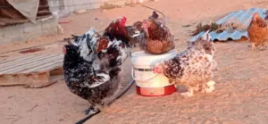 دجاج برهما درجه اولى  منتج