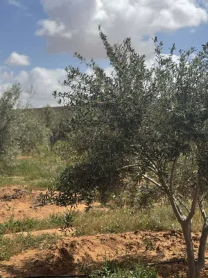 ارض للبيع في الطلحيه