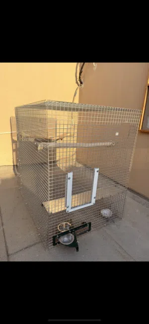 للبيع قفص لمحترفي انتاج كاسكو. امازون. مكاو