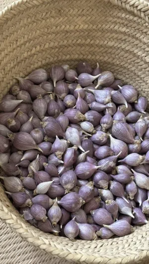 ثوم عماني ذكر