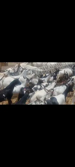 Goats4