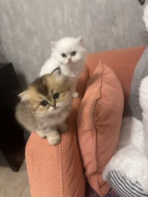 Golden British longhair male and female
