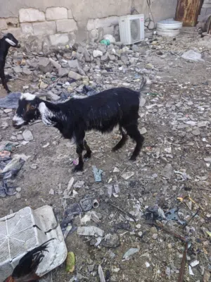 البيع ماعز