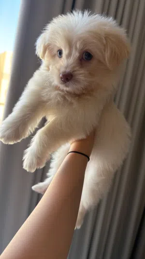 Female Maltipoo, 2 months old انثى مالتيبو عمر شهرين