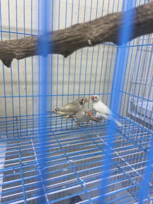 طيور زيبرا للبيع العدد 3 ب 7 ريال