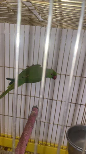 ببغا الذره الهندي ذكر