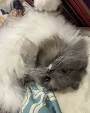 Turkish Angora cat for sale