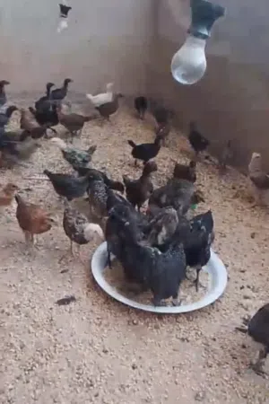صوص بلدي عمر شهر ونص ل شهرين
