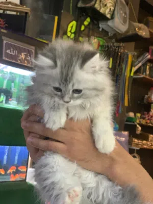 اجمل واحلي قطط شيرازي برشن best shirazi cats
