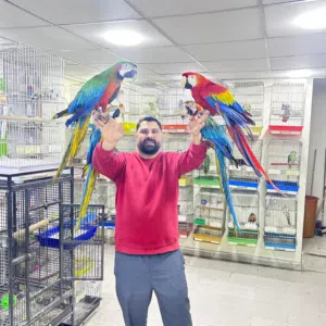 الى عشاق التميز متاح طيور مكاو من النوادر على مستوى المملكه