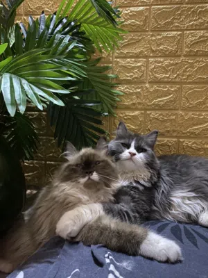 البصره الزبير