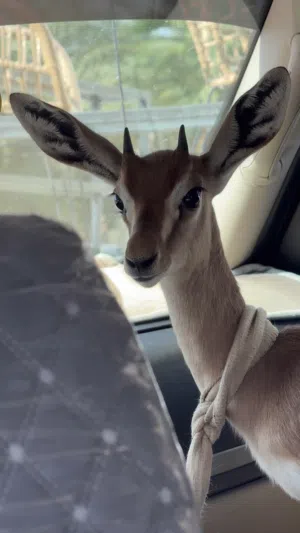 غزال ذكر اليف