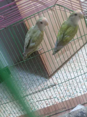 زوج غندوره