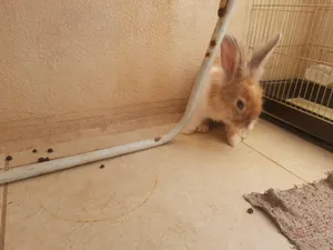 ‏أرانب‏1