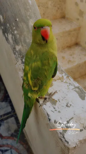 ببغاء ميتو اخضر أنثى أليفه