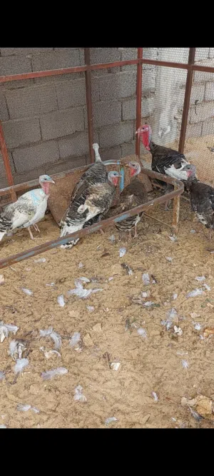 كوبيــــــــــة ديــــــــــك رومــــــــــي