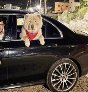 تشاو تشاو بيور للبيع