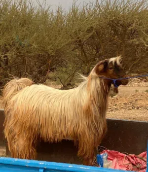 للبيع تيس من حلال بني سعيد