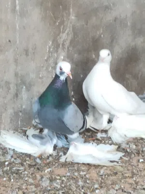 كوبيه اسبانيه الله يبارك على دحي للبيع