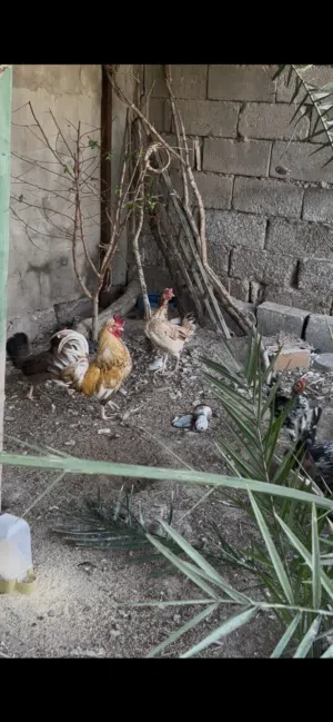 السلام عليكم متاح دجاج ملوين كويتي افرك 3 دجاجات وديج و5 فراريج ودجاجه هيه وافراخها وراها 8 صاحيات م