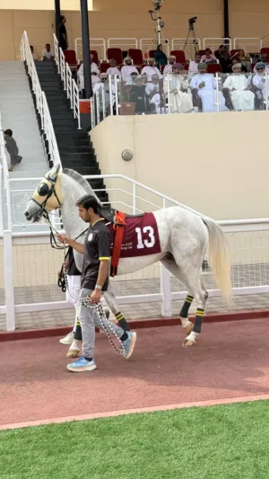 خيل عربي فلات ريس
