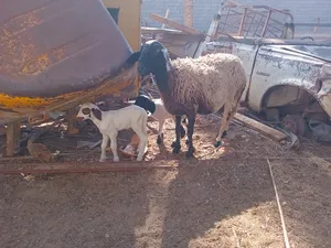 Sheep4