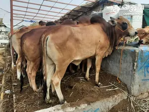Cows1