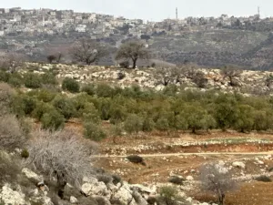 ارض بسعر لقطة 3400 متر في العالوك مشجرة زيتون ومطلة