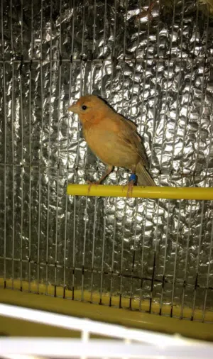 ثلاث فراخ كنار اقرا الوصف