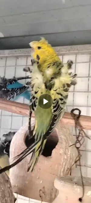 للبيع مجموعه طيور البادجي الهوقوه