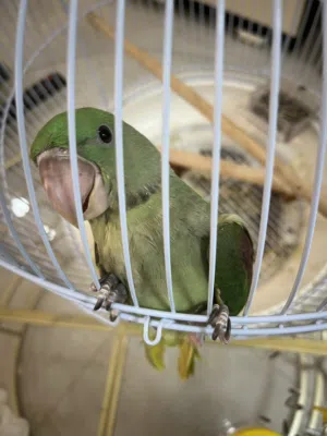 درة نيبالي