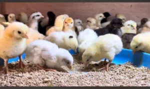 صيصان بلدي البذره القديمه الاصليه عمر اسبوعين للبيع