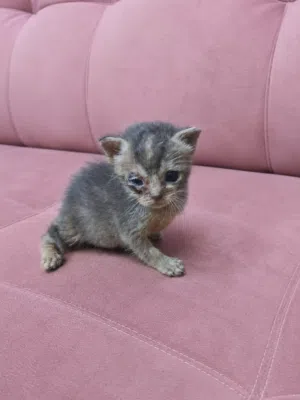 قطط رضيعة جميلة للتبني Beautiful baby kittens for adoption