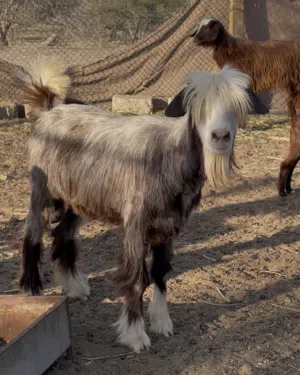 شاه رحبيه اول ولده وحاليا محتاشه الله عالم تيس معها
