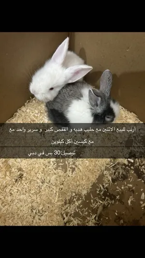 Rabbits1