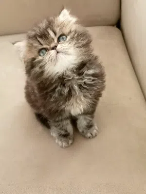 ذكر سكوتش ستريت عمر شهرين