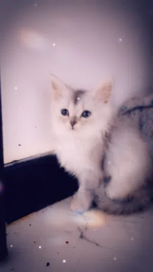 قطط للبيع شيرازي
