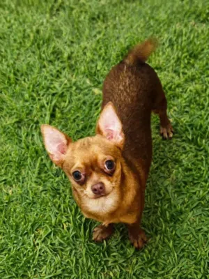 Rocky the chihuahua proven male for stud only