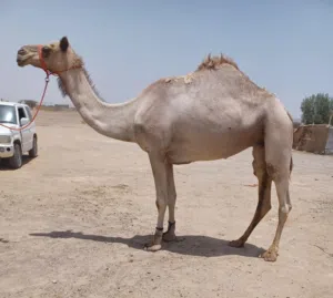 موجود جميع انواع الحلال