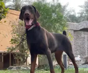 دوبرما بيور احمر