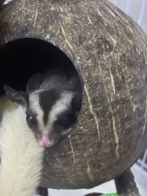 Sugar glider 5 Months Old Female Classic Gray