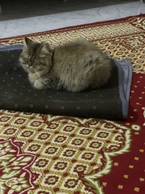 Cat  Siberian