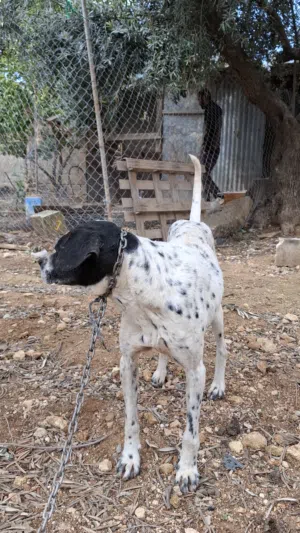 بونتر كلب صيد