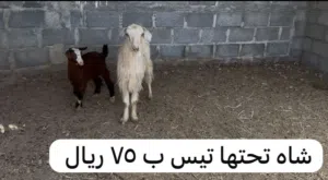 يوجد أغنام و أبقار للبيع